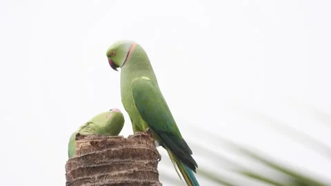 Pair of Rose ringed parakeet bird on coconut tree 库存影片 238639953