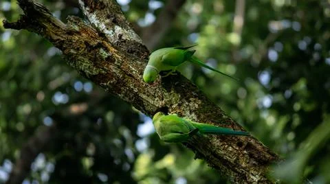 Pair of rose ringed parakeet finding a hole in a tree trunk in the mating sea Stock Photos