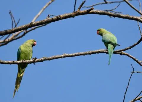 Pair of Rose Ringed Parakeet Perched on Branch of a Tree Stock Photos