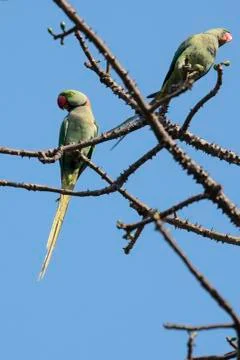 Pair of Rose Ringed Parakeet Perched 写真素材