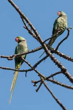 Pair of Rose Ringed Parakeet 写真素材