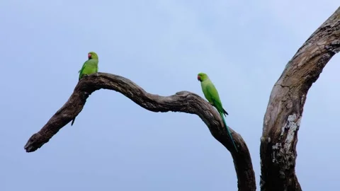 A pair of Rose-ringed parakeets with green feathers red beaks in Wilpattu Stockbeeldmateriaal 306566276
