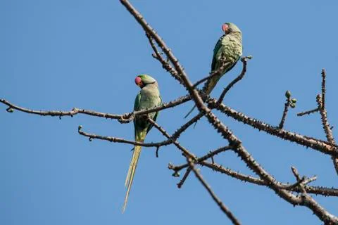 Pair of Rose Ringed Parakeets Perched on Tree Stock Photos