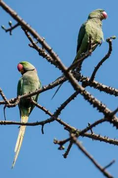 Pair of Rose Ringed Parakeets Stock Photos