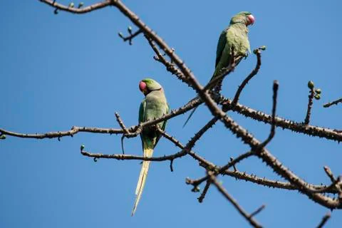 Pair of Rose Ringed Parakeets 写真素材