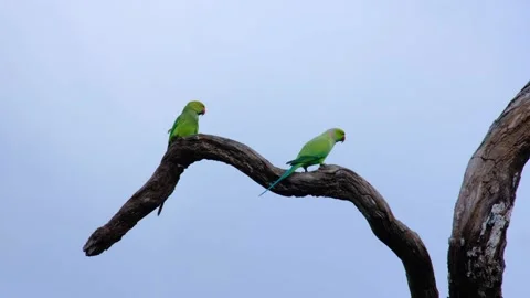 A pair of Rose-ringed parakeets sitting on tree branch in Wilpattu National Video stock 306566287
