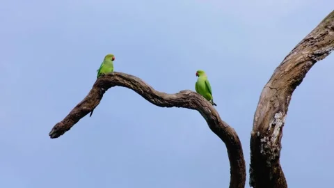 A pair of Rose-ringed parakeets ON tree branch in Wilpattu National Park Sri Stockbeeldmateriaal 306566284