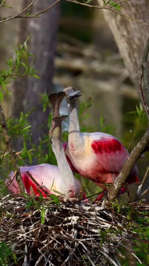 Pair of roseate spoonbills nesting in a tree Stock Footage 334824490