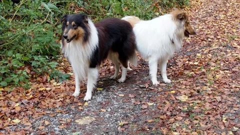 Pair of Rough Collies on Autumn Forest Path Video stock 320409628