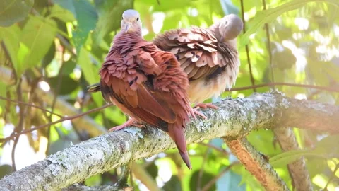 Pair Of Ruddy Ground Dove Preening On Tree Branch In La Vega, Colombia. Stock Footage 277439441