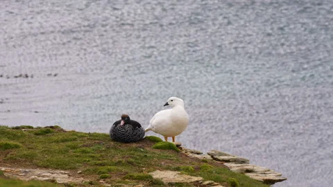 Pair of ruddy-headed geese resting on cliff edge, Falkland Islands. Stock Footage 324704946