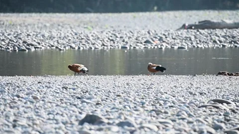 Pair of ruddy shelduck cleaning their feathers in Corbett national park Stock Footage 271356901