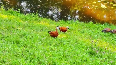 Pair of ruddy shelducks with offspring walking on green grass near pond in .. Stock Footage 338403185