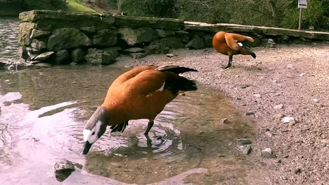 A pair of Ruddy Shelducks, one of them splashing in the water Stock Footage 77863888