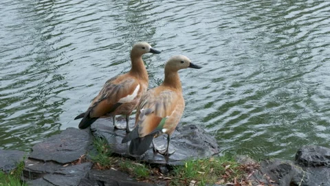 A pair of ruddy shelducks standing on wet rocks by a pond edge. Stock Footage 337866069