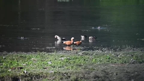A pair of Ruddy shell ducks walking around the bank in Kaziranga national park Stock Footage 265071280
