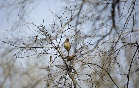Pair of Ruffled Cedar Waxwings Foto stock