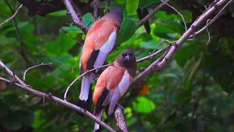 A Pair of Rufous Treepie Having Fun! Stock Footage 329548579