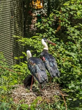 Pair of saddle-billed storks standing in a nest with a chick Stock Photos