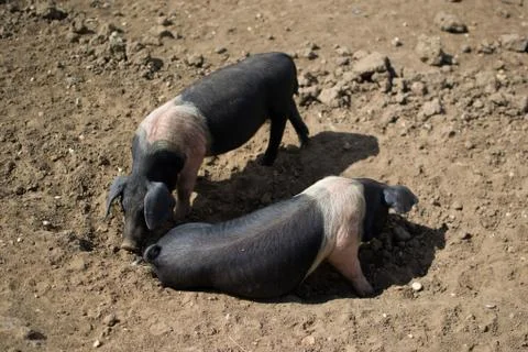Pair of Saddleback Pigs, Dirt Stock Photos