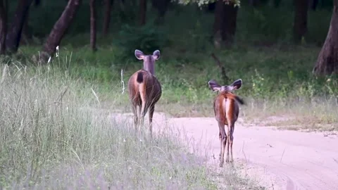 A pair of Sambar deer going away from us in Bandhavgarh national park Stock Footage 255366684