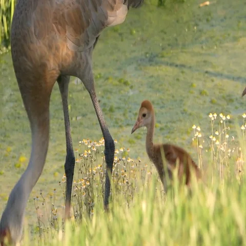 Pair of Sand Hill Crane Chicks Follow Mom Along Water, 4K Stock Footage 69468639