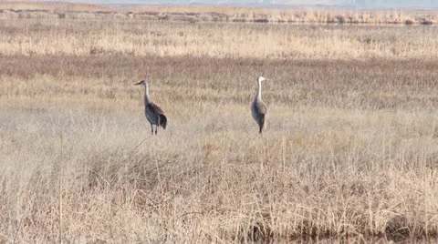 Pair of Sand hill Cranes Stock Footage 21615056