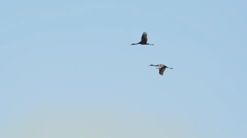PAIR OF SANDHILL CRANE FLYING Stock Footage 289921851