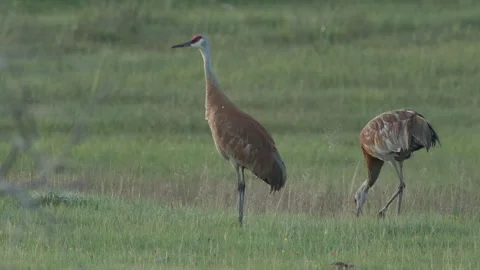 Pair of Sandhill Cranes with Copper Summer Feathers Feeding in Meadow Stock Footage 329064146