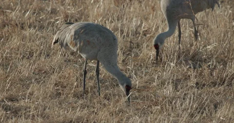 Pair of Sandhill Cranes Foraging in Winter at Bosque del Apache New Mexico 库存影片 337733619