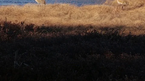Pair of Sandhill Cranes at Marsh Stock Footage