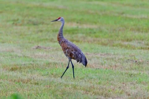 Pair of sandhill cranes Stock Photos