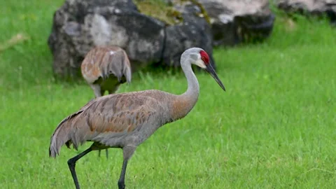 Pair of sandhill cranes walking gracefully across a grassy green field with Stock Footage 317804372