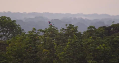 Pair of scarlet macaw flying over the Peruvian rain forest covered with Video stock 172460106