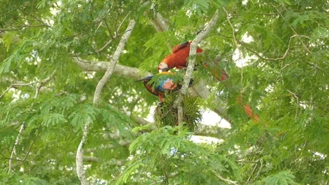Pair of Scarlet Macaw helping each other to groom next to overgrowth 스톡 동영상 95603205