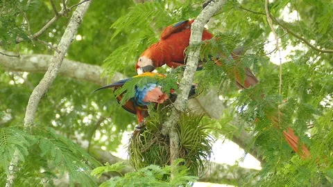Pair of Scarlet Macaw helping each other to groom next to overgrowth - 24fps Stock Footage 104123842