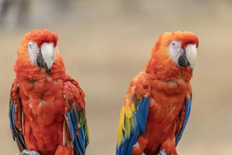Pair of Scarlet Macaws (Ara macao) with Vibrant Red, Blue and Yellow Plumag.. Foto stock