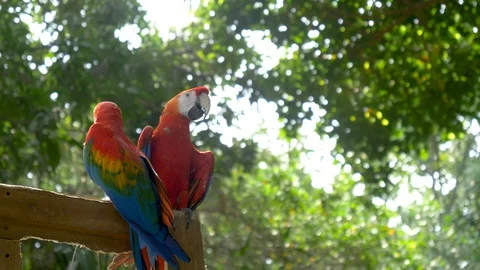Pair of Scarlet macaws back lit Video stock 109131708