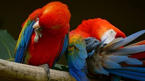 Pair of Scarlet Macaws in Ecuardor Video stock 96179500