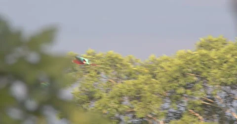 Pair of scarlet macaws gliding through the Amazon rainforest, a breathtaking Stock Footage 300687022