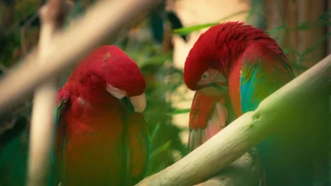 Pair of scarlet macaws grooming on a tree branch Stock Footage 340080133