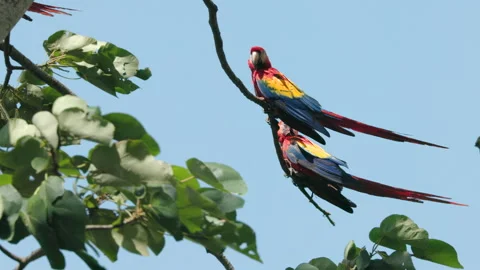 Pair of scarlet macaws perched in a tree at jaco of costa rica Stock Footage 172796562