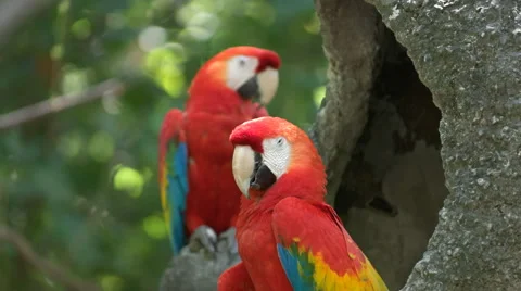Pair of scarlet macaws resting on a tree in ecuador Stock Footage 64777129