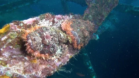 A pair of scorpion fish on a wreck Stock Footage 123512728