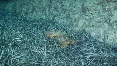 Pair of Scorpionfish Resting on Seagrass Seabed Greece Stock Footage 334831087