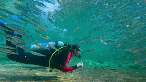 Pair of scuba divers explores sandy shallow bottom where thousands of Stock Footage 337610588