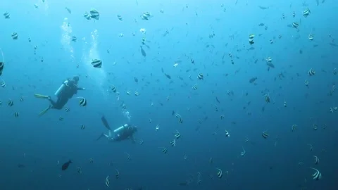 Pair of scuba divers surrounded by bannerfish in mid-water Stock Footage 130240522
