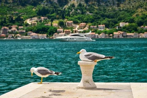 Pair of seagull Stock Photos