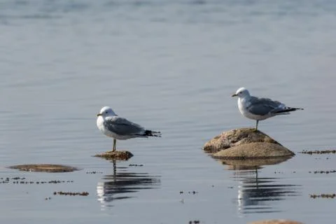 Pair of Seagulls by the  coast Stock Photos