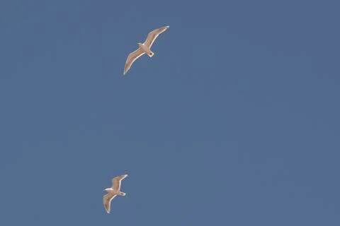 A pair of seagulls in flight Stock Photos